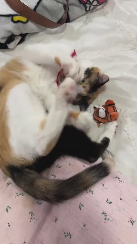 One-Touch Grooming & Hair Removal Tool PetSpa Steam Brush